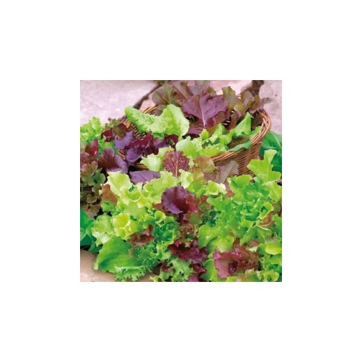 Mesclun