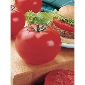 Tomate Beef Rouge (Big Beef-indéterminé)