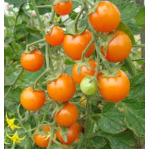 Tomate cerise orange (indéterminée)
