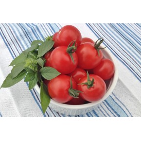 Tomate cerise rouge (indéterminé)