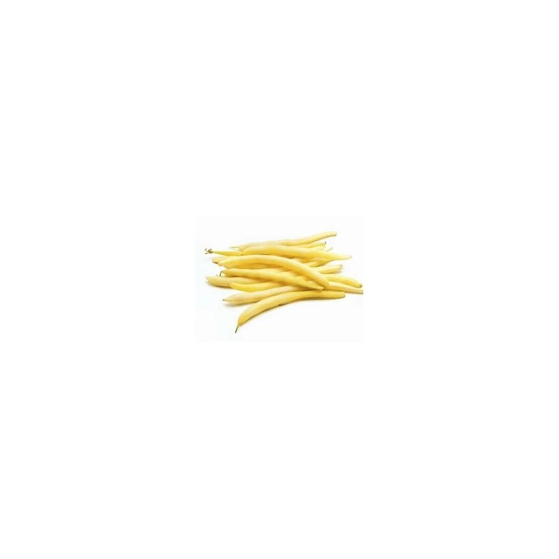 Haricot Jaune nain
