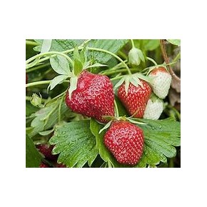 Plant de Fraisier Charlotte