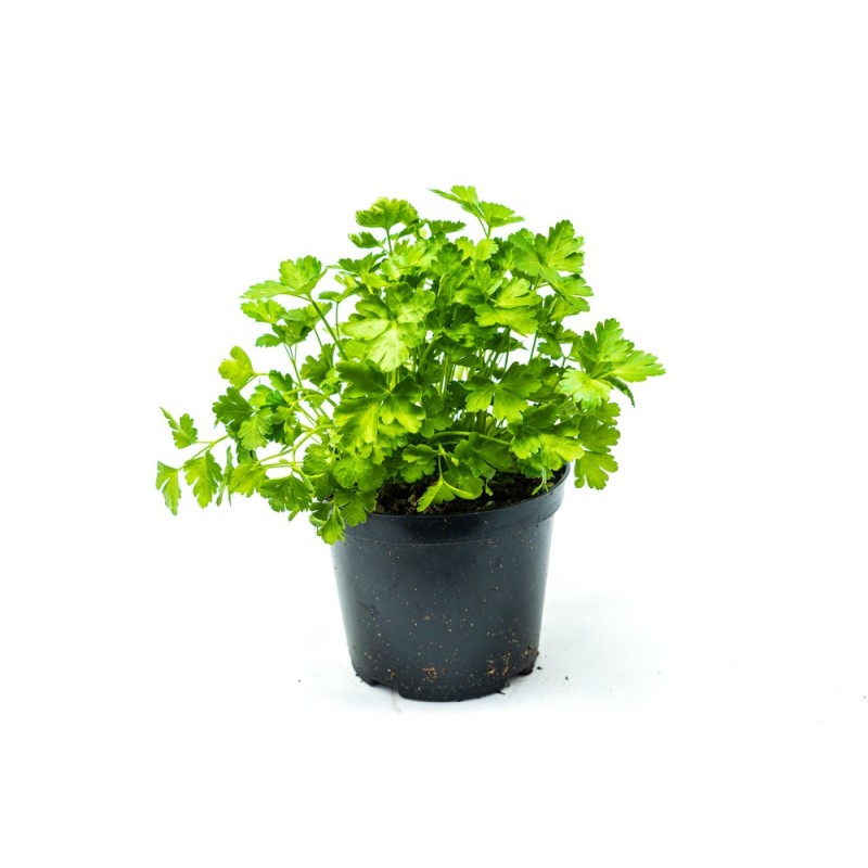 Persil Italien (plat)
