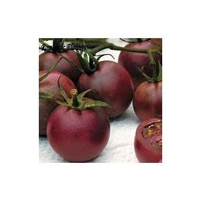 Tomate cerise chocolat (indéterminé)