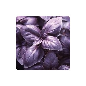 Basilic Pourpre