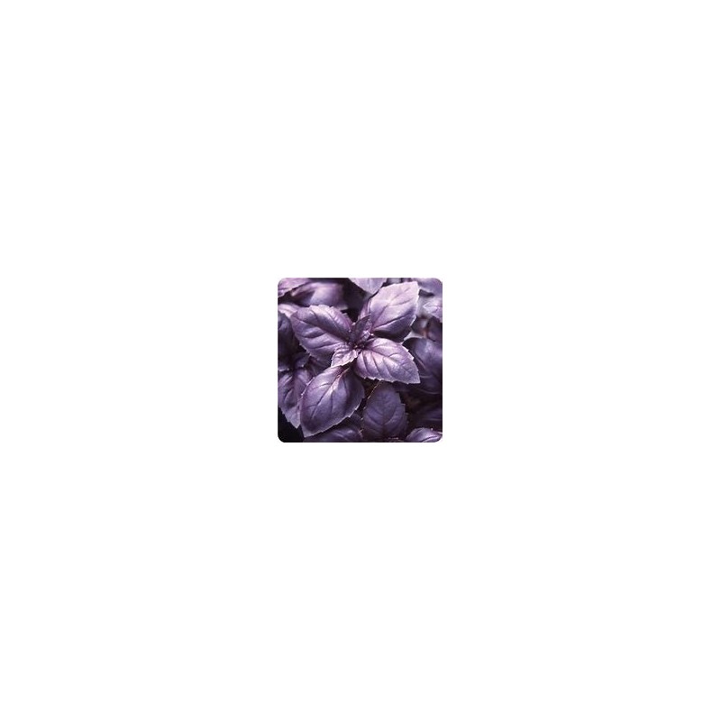 Basilic Pourpre