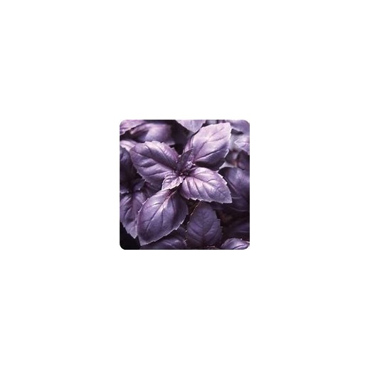 Basilic Pourpre