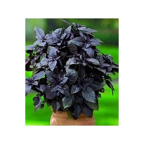 Basilic Pourpre
