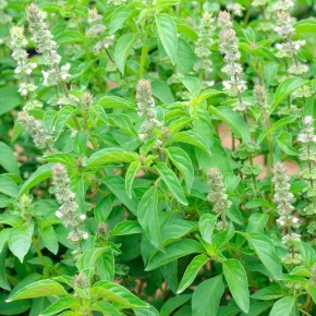 Basilic Citron