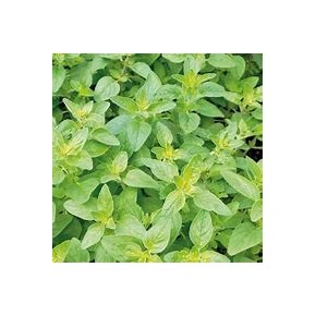 Basilic Citron