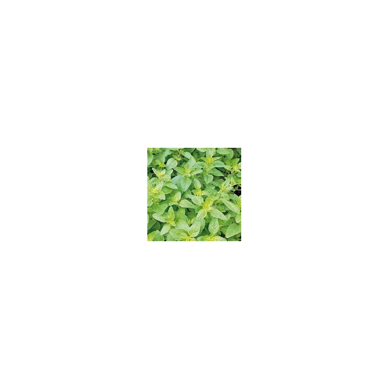 Basilic Citron