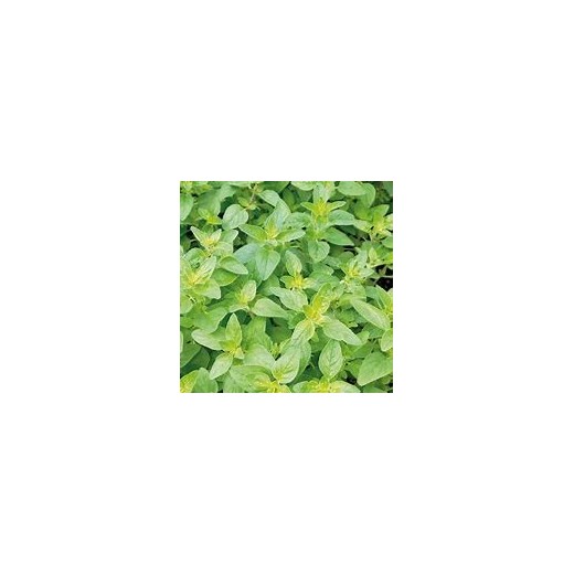 Basilic Citron