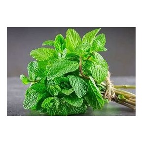 Menthe Poivrée Verte