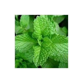 Menthe Poivrée Verte