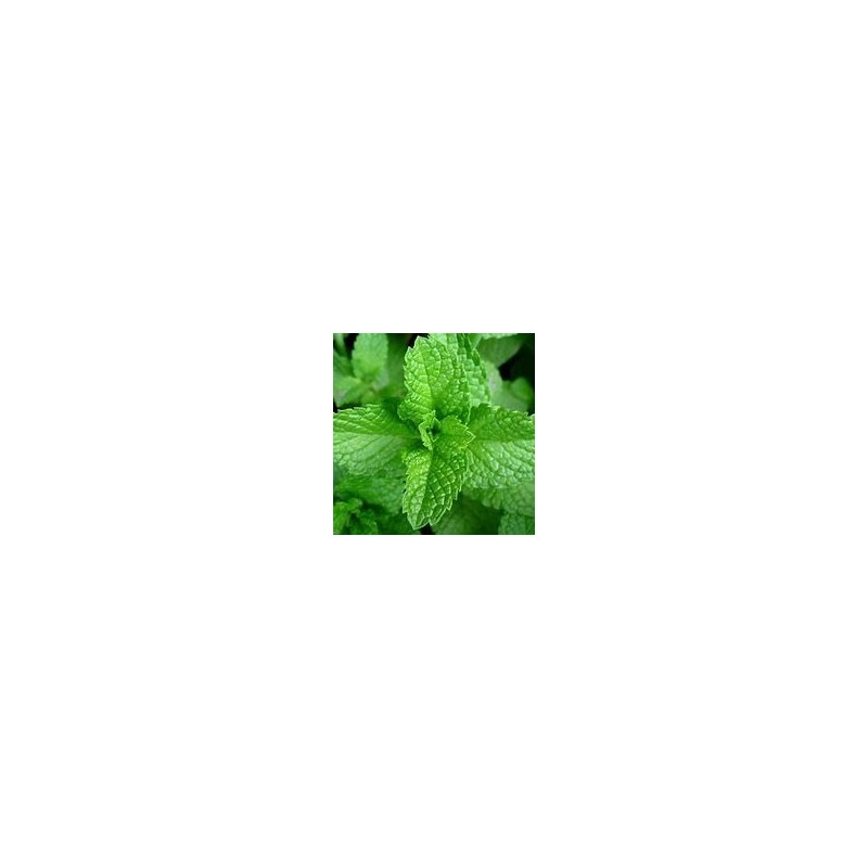 Menthe Poivrée Verte