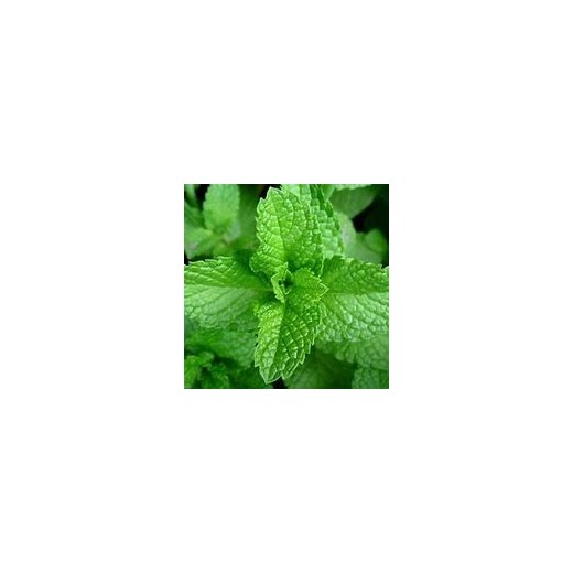 Menthe Poivrée Verte
