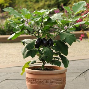 Aubergine Baby Patio