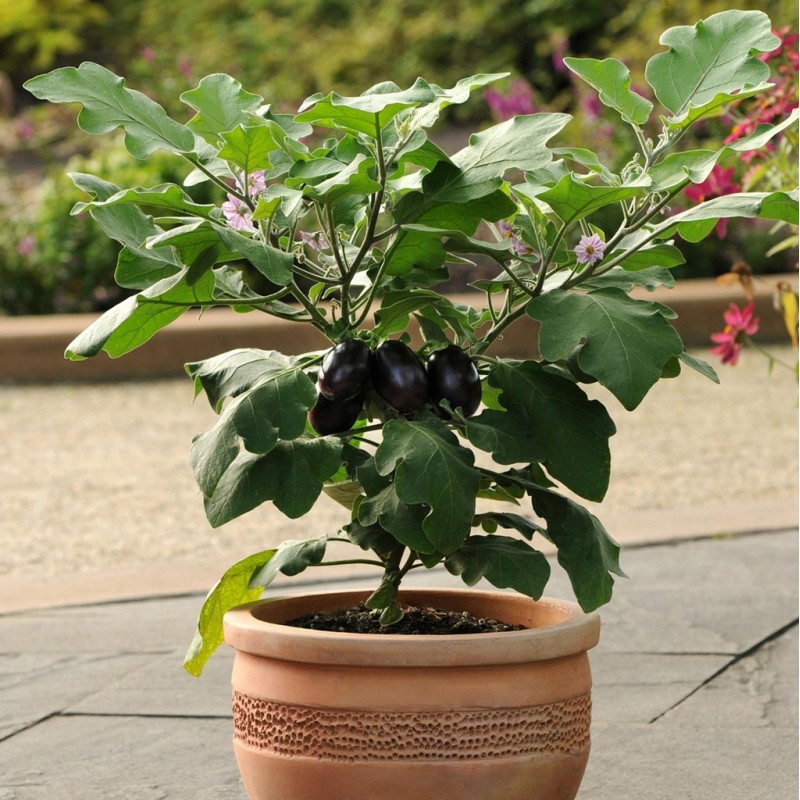 Aubergine Baby Patio